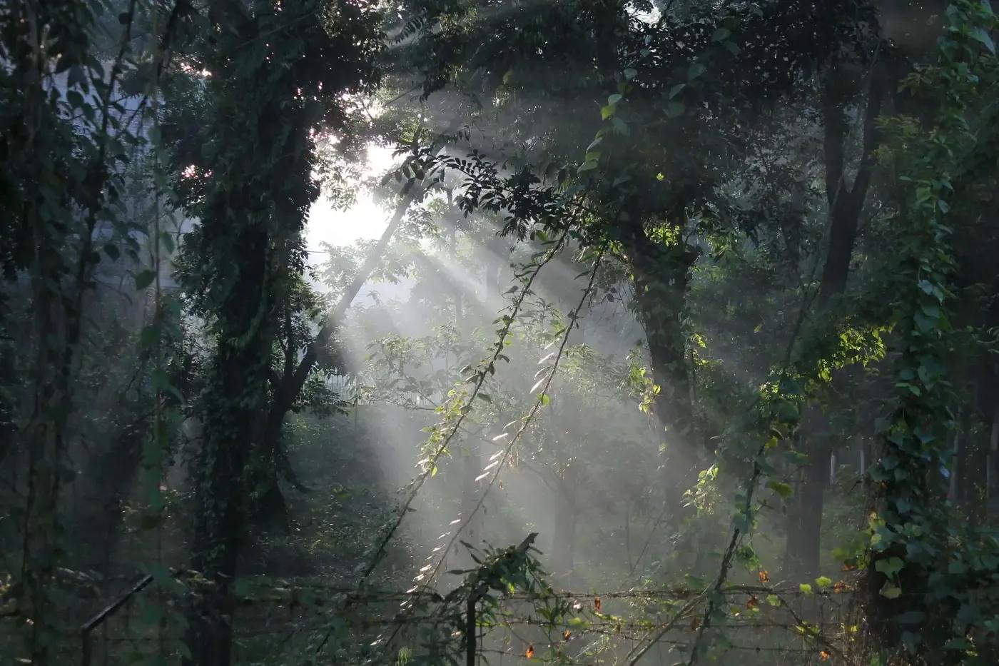 Nature Landscape